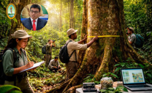 Rasgos de los árboles explican por qué algunas especies dominan los bosques amazónicos