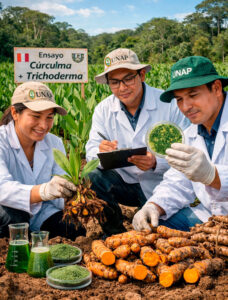 Investigación de la UNAP demuestra que bioinsumo mejora el rendimiento y la calidad de la cúrcuma en la Amazonía